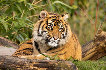 Obraz premium Sumatran tiger cub