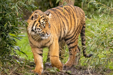 Fototapeta premium Sumatran tiger cub