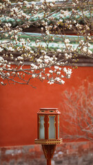 chinese  style red wall, magnolia flower china spring