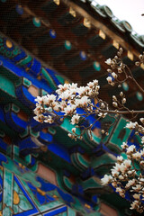 Chinese style red wall  Magnolia flower in spring