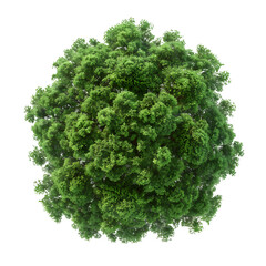 Obraz premium Top view of dense green foliage tree isolated on transparent background