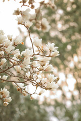 Chinese style red wall  Magnolia flower in spring