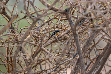 beautiful desert shrike bird in natural conditions in a national park in Kenya