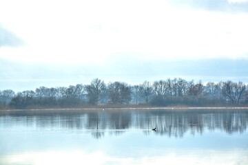 Obraz na płótnie Canvas Beetzsee mit Wasservogel