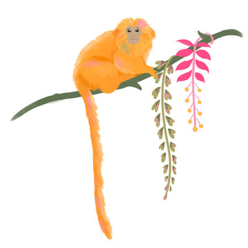 Macaco, Mico, ilustra&ccedil;&atilde;o, amaz&ocirc;nia, brasilidade, estampa, r&oacute;tulo, embalagem, animal, brasil, rio, fauna, folha, mico le&atilde;o, tropical, natureza, floresta, natureza, folhas, habitat, beleza