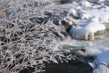 霧氷の樹木