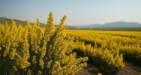 Vibrant yellow field, a symbol of hope and renewal - obrazy, fototapety, plakaty
