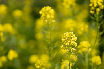 Obraz premium Vibrant yellow mustard blooming in natural landscape filled with various grasses and flowering plants
