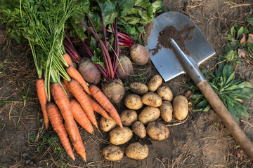 Autumn harvest of fresh raw carrot, beetroot and potato on soil ground in garden, top view, close up. Organic vegetables background, harvesting