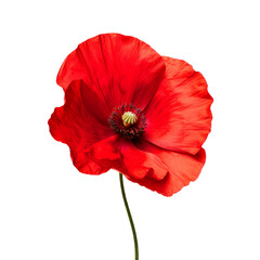 A red poppy flower. Isolated on transparent background, PNG