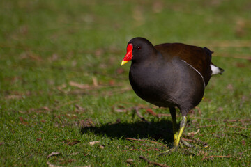 Common Moorhen or European Moorhen, gallinula chloropus