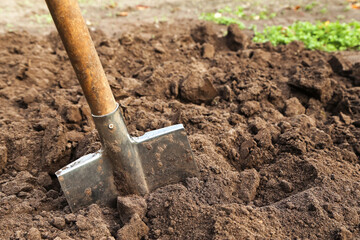 Brown soil ground with grass and shovel in garden. Organic farming, gardening, growing, agriculture...