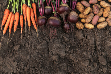 Soil ground texture with organic bio vegetables background, autumn harvest, copyspace. Bunch of...