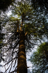 Fototapeta premium Deodar or Pine trees of Lansdowne Uttarakhand. A Scenic beauty in Lansdowne Uttrakhand.
