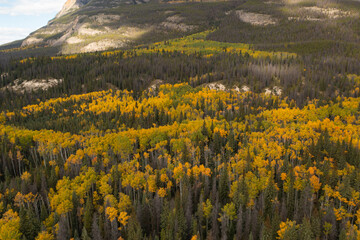 Beautiful trees in autumn.