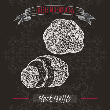 Tuber melanosporum aka black truffle sketch on black background. Edible mushrooms series.