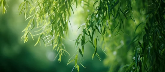 Foto op Canvas Close-Up Detailed View of Lush Green Bamboo Tree in a Tranquil Forest Setting © TheWaterMeloonProjec