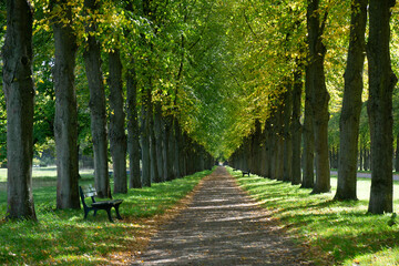 Allee an einem sonnigen Tag in Hannover