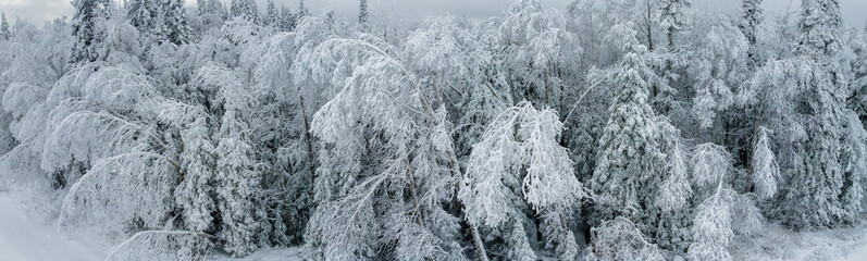 Cold looking panoramic view of trees covered in heavy snow. The trees are bend over as the result of the snow load.
