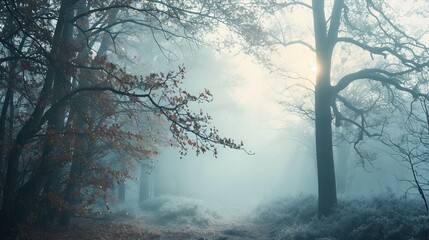 Golden Hour Mist: A Serene Forest Landscape Bathed in Morning Light and Fog