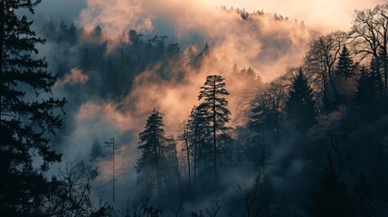 Naklejka premium Sunrise Glow Illuminating Foggy Forest, Outlining Trees and Branches