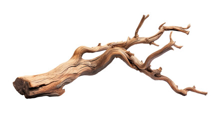 A long, thin branch with a few small holes in it Isolated on transparent background, PNG