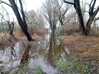 Hochwasser am Beetzsee im Havelland, Baum