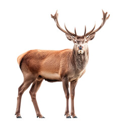 A deer stands in front. Isolated on transparent background, PNG