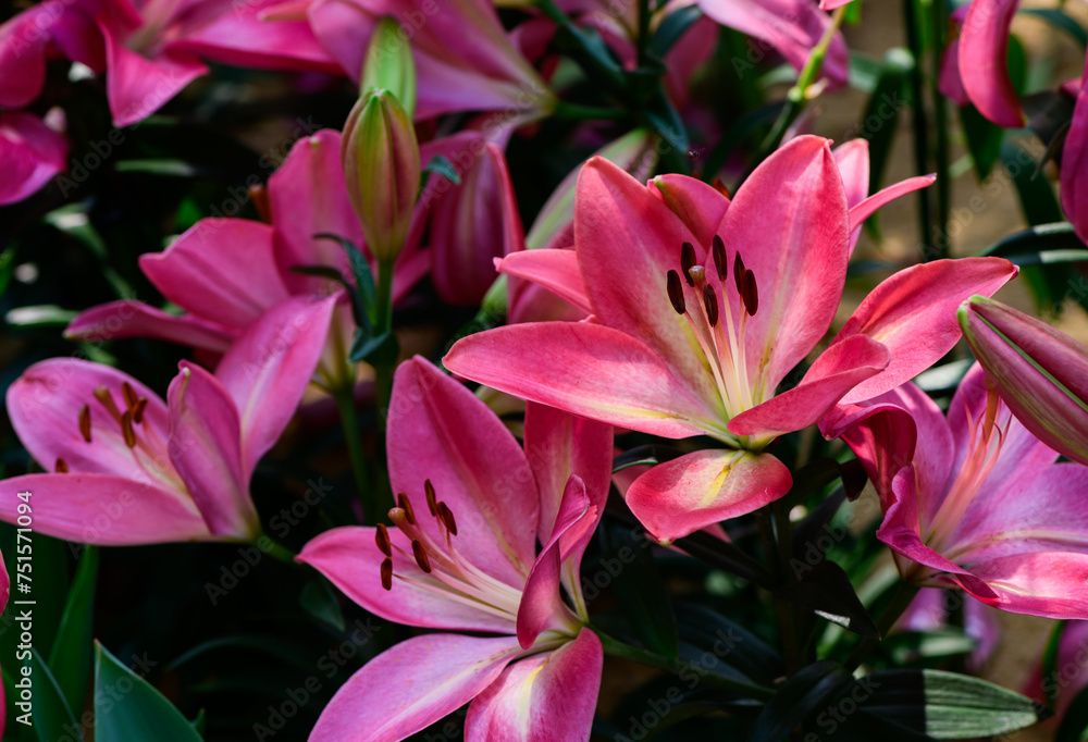 Wall mural beautiful pink lily flower in garden, pink flower