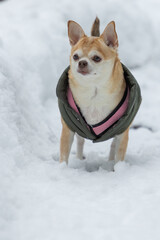 A small dog is wearing a pink and green jacket and standing in the snow. The dog appears to be enjoying the cold weather and is looking up at the camera