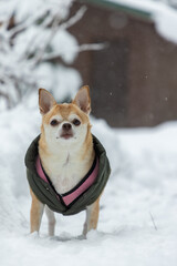A small dog is standing in the snow wearing a pink and green jacket. The dog appears to be looking at the camera with a curious expression