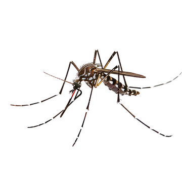 A mosquito. Isolated on transparent background, PNG