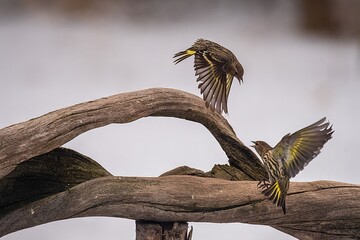 Pine Siskens in fight