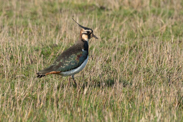 Vanneau huppé,.Vanellus vanellus, Northern Lapwing