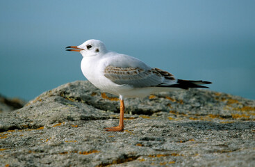 Mouette rieuse, jeune,.Chroicocephalus ridibundus, Black headed Gull