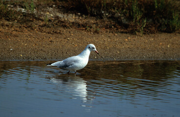 Fototapeta premium Mouette rieuse,.Chroicocephalus ridibundus, Black headed Gull