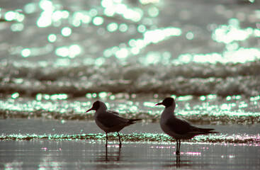 Mouette rieuse,.Chroicocephalus ridibundus, Black headed Gull