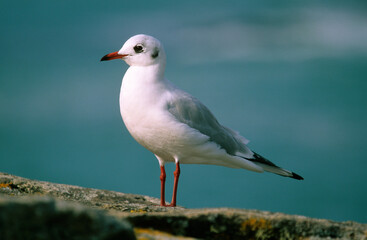 Mouette rieuse,.Chroicocephalus ridibundus, Black headed Gull