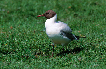 Mouette rieuse,.Chroicocephalus ridibundus, Black headed Gull