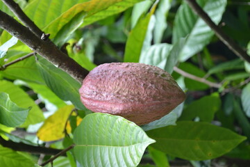 Fresh cocoa fruits hang on lush green trees in a tropical garden.