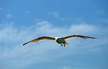 Mouette tridactyle,.Rissa tridactyla, Black legged Kittiwake