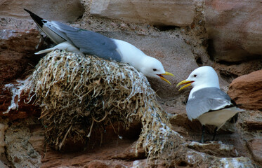 Mouette tridactyle,.Rissa tridactyla, Black legged Kittiwake, nid