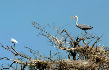 Héron cendré, Ardea cinerea, Grey Heron, nid