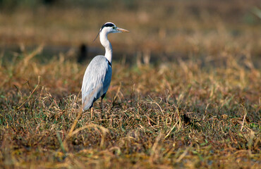 Héron cendré, Ardea cinerea, Grey Heron