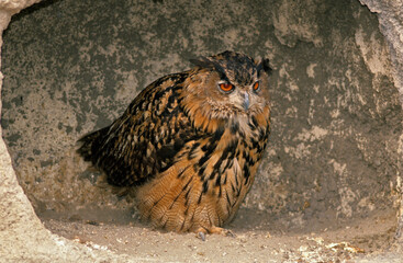 Grand duc d'Europe, nid,.Bubo bubo, Eurasian Eagle Owl
