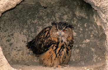 Grand duc d'Europe, nid,.Bubo bubo, Eurasian Eagle Owl