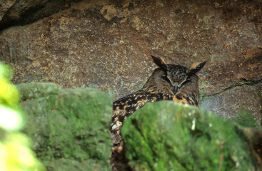 Grand duc d'Europe, nid,.Bubo bubo, Eurasian Eagle Owl
