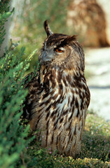 Grand duc d'Europe,.Bubo bubo, Eurasian Eagle Owl