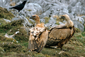 Vautour fauve,.Gyps fulvus, Griffon Vulture, Pyrénées Atlantiques