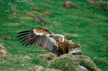 Obraz premium Vautour fauve,.Gyps fulvus, Griffon Vulture, Pyrénées Atlantiques